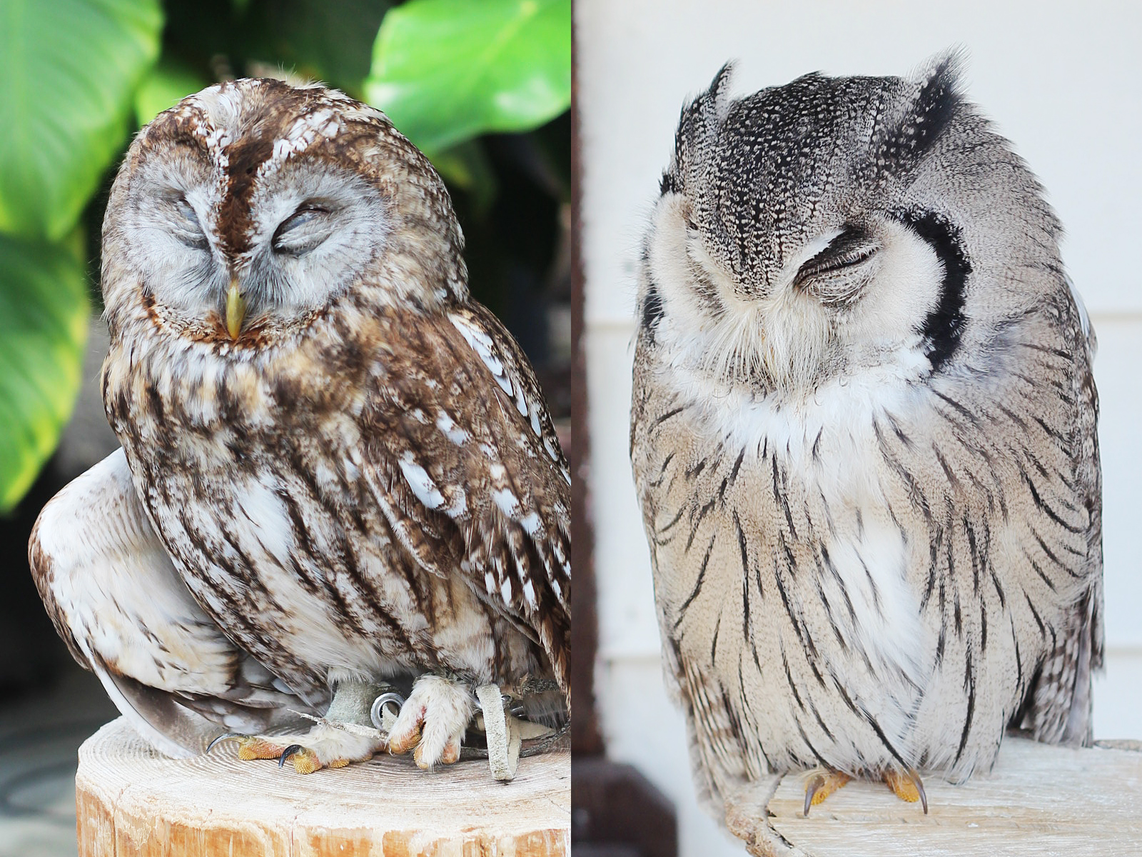 フクロウとコノハズクとミミズクの違い